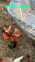 A gif that shows chickens out of the coop, the upside down coop, and chickens sitting on the inside roof of the coop which is now on the ground.