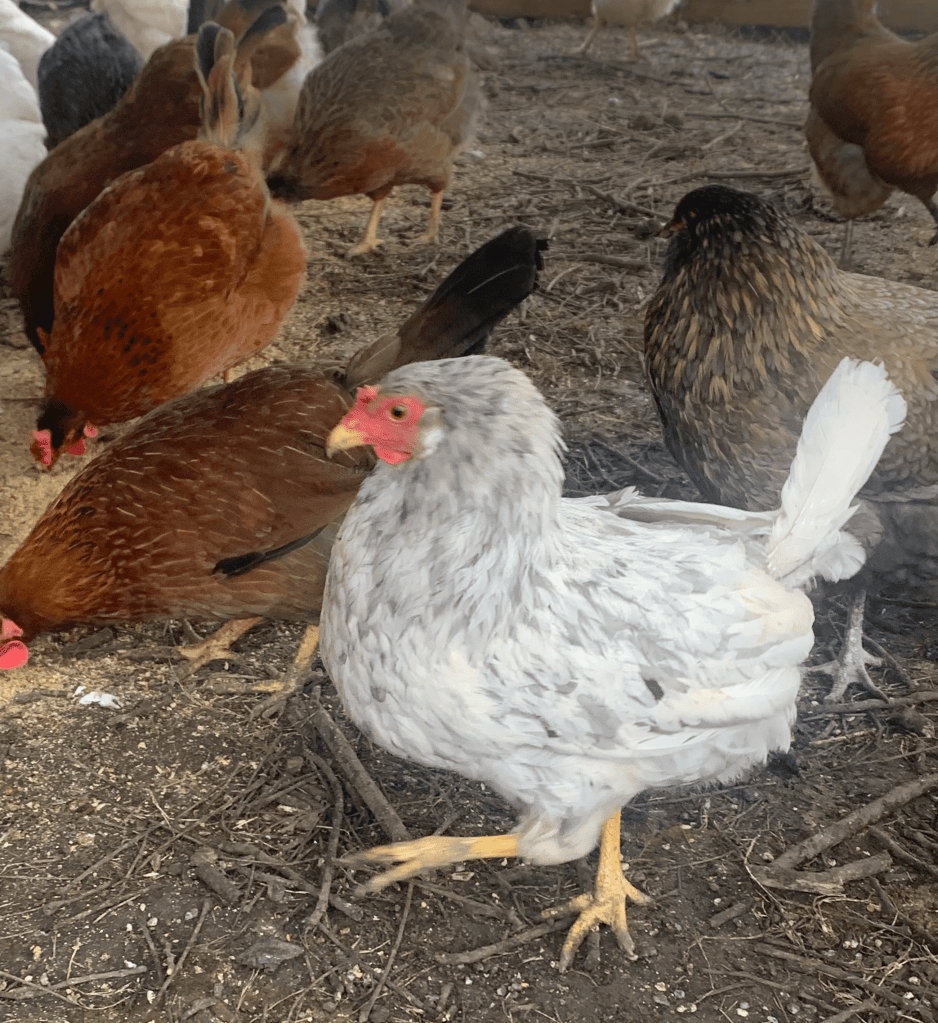 A picture of a light gray and white Prairie Bluebell chicken with one foot awkwardly in the air. There are more brown and red chickens in the background eating and being chickens.